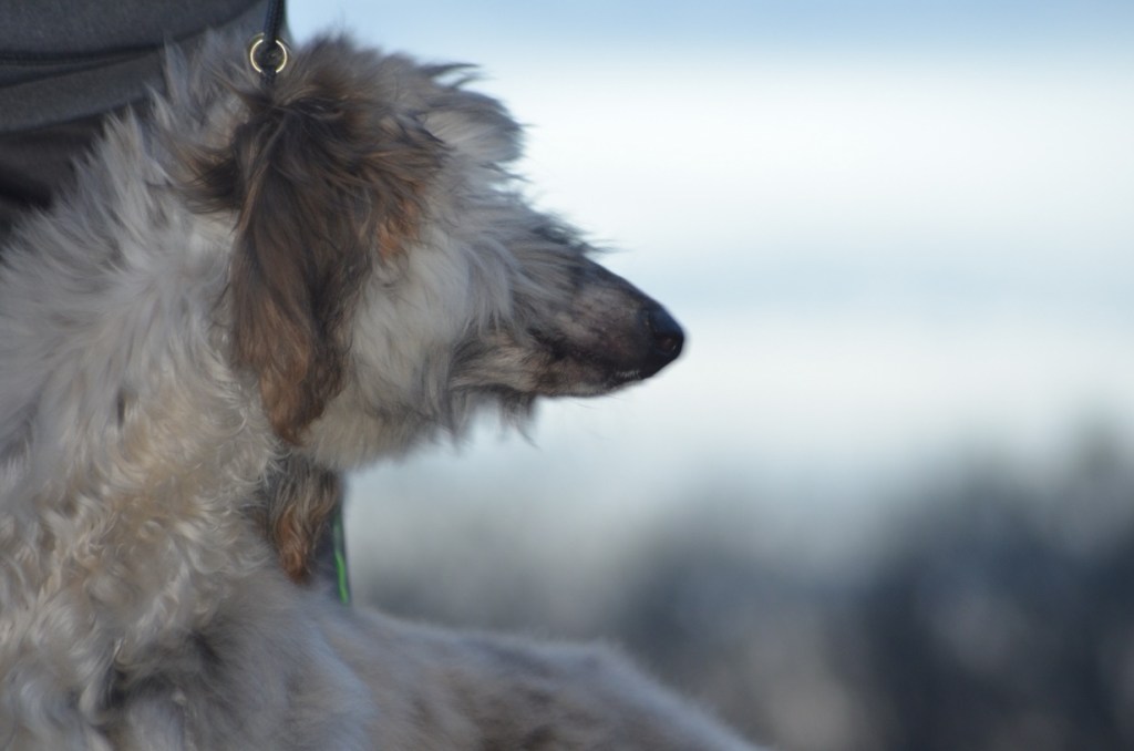 Ch Xzotika’s Whip My&nbsp;Hair