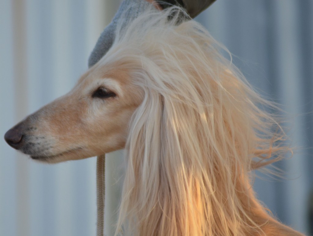 Ch Aries Jolie&nbsp;Blonde