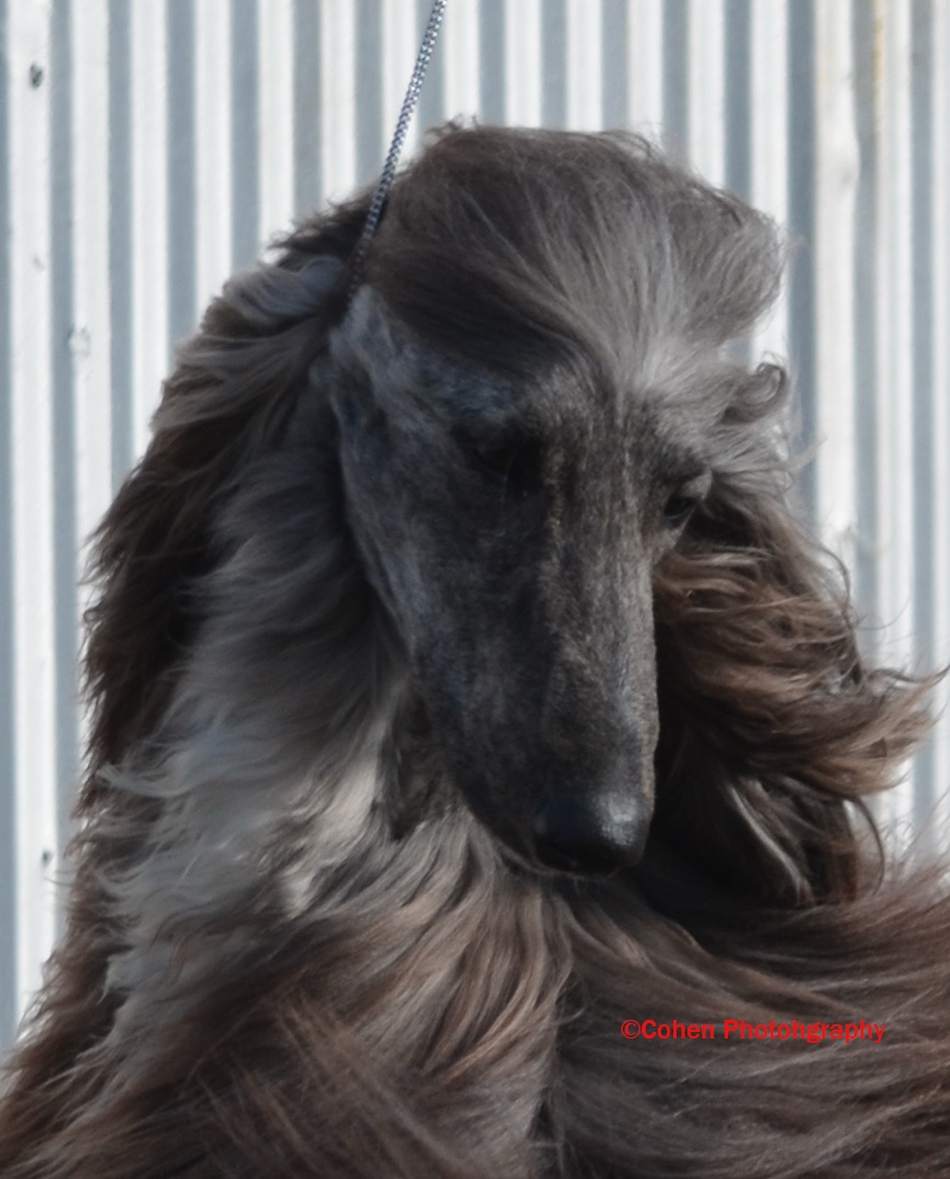 Xzotika’s Sunshine Superman