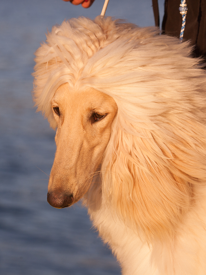 Can CH Xzotika’s Provokateur n’&nbsp;Mocean