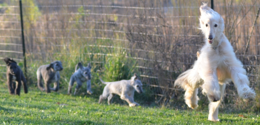 Blondie with her grandpups