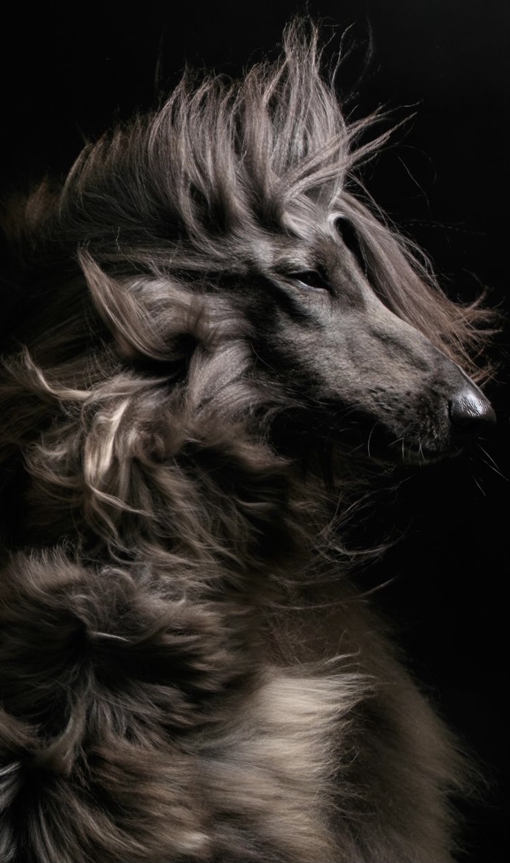 GCH Xzotika’s Time Will&nbsp;Tell