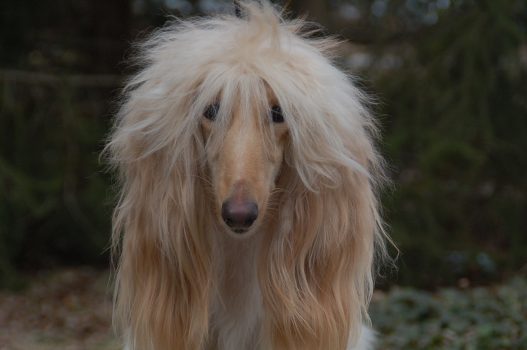 AM GCH Xzotika’s Walkin’ on&nbsp;Water