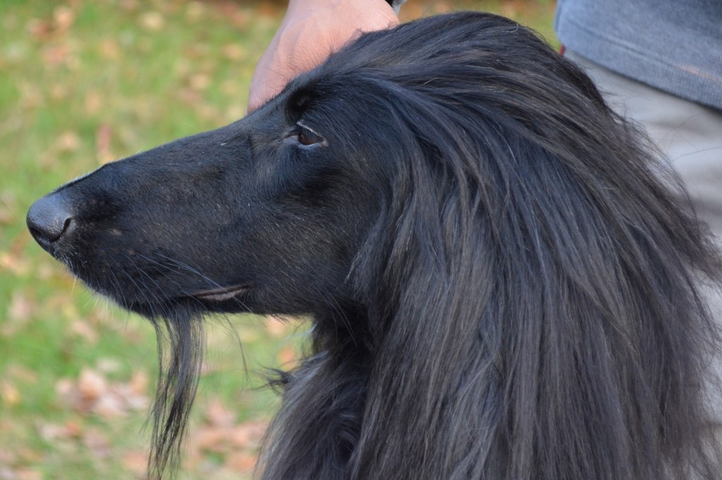 CH Xzotika’s Nevermore