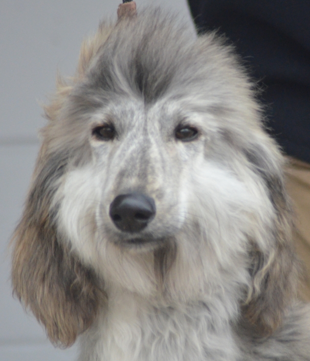 CH Xzotika’s Titanium